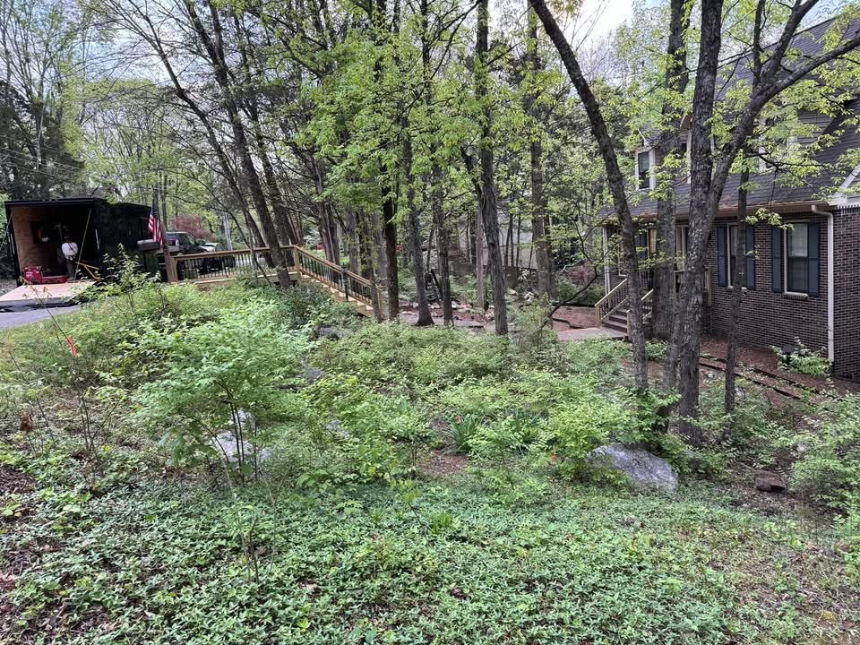 Wooded residential slope before selective clearing and sightline restoration