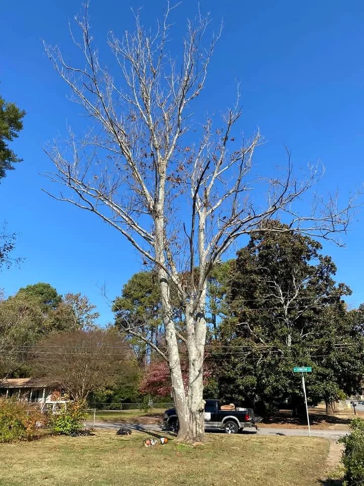 Large dead tree before controlled removal