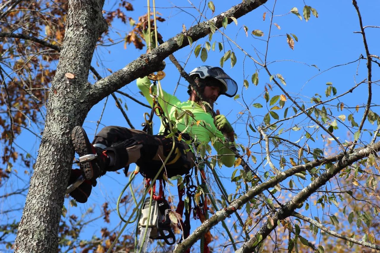 Technical canopy positioning and rope systems during tree work