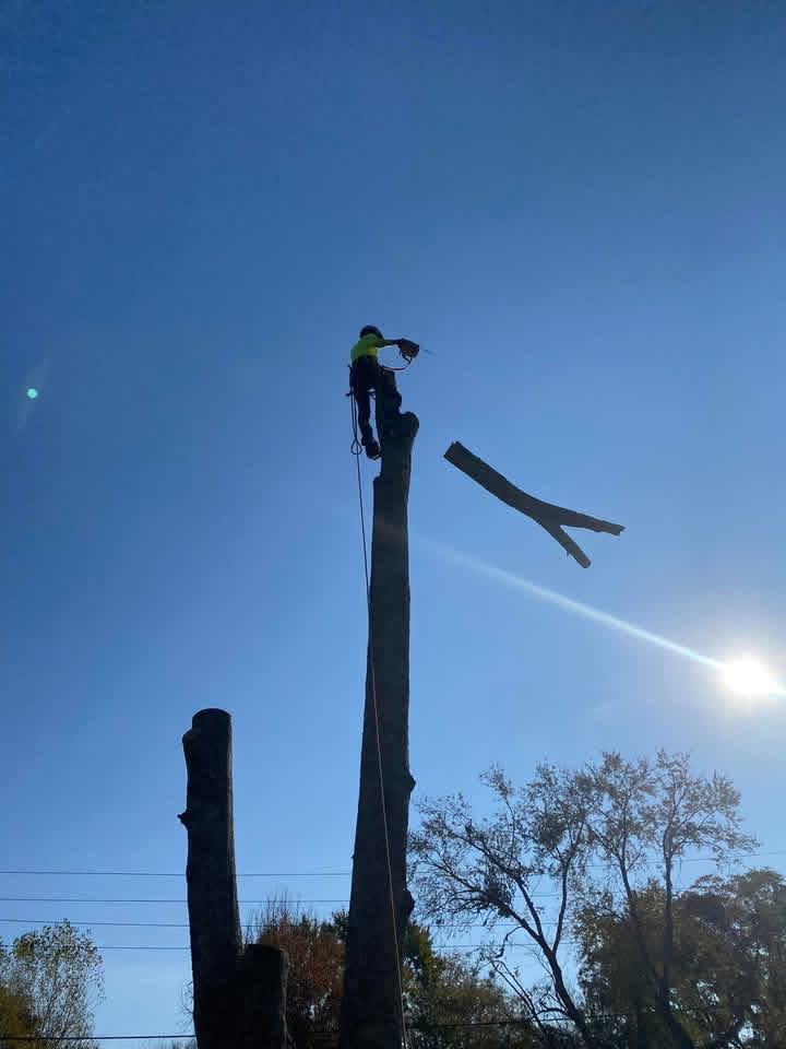 Arborist releasing a controlled section during hazard-tree removal