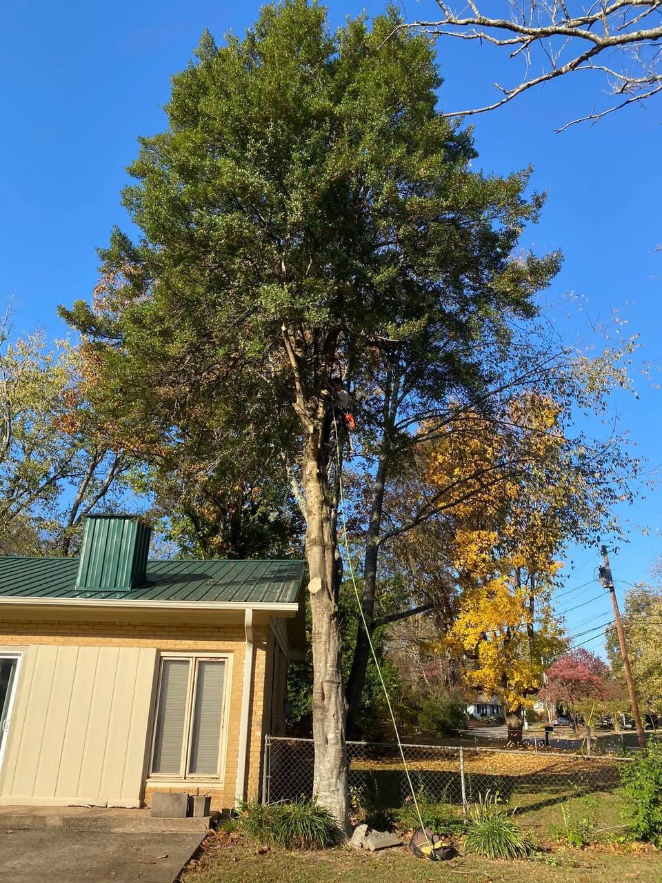 Tree climber working beside a residence with rigging in place