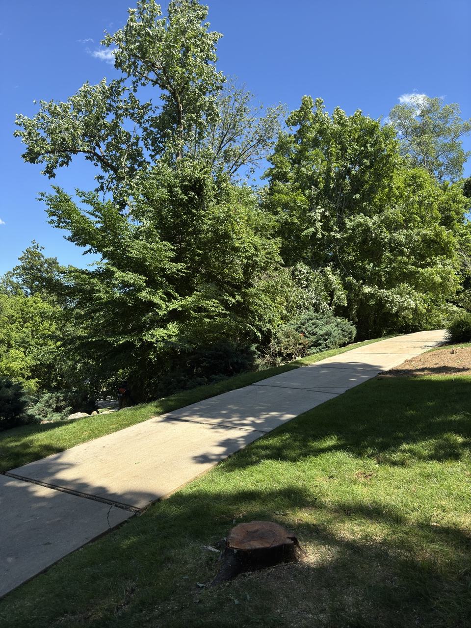 Clear driveway and finished property after storm-damaged tree removal