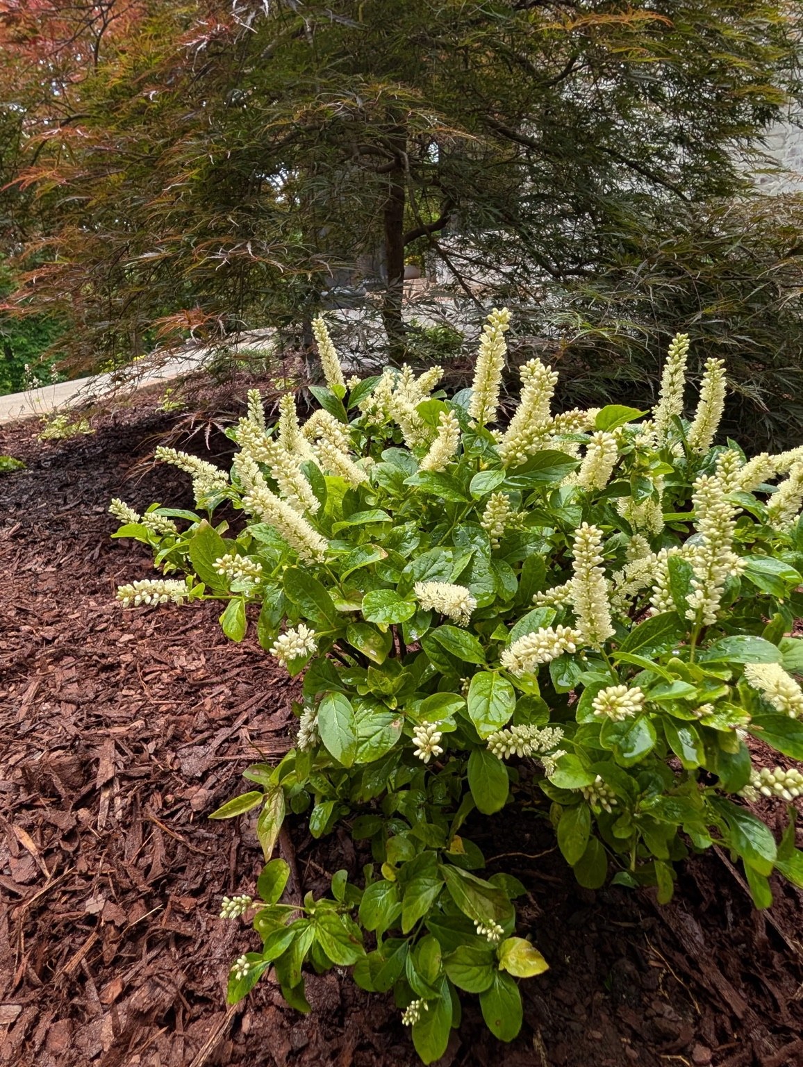White flowering shrub established in a finished mulch bed