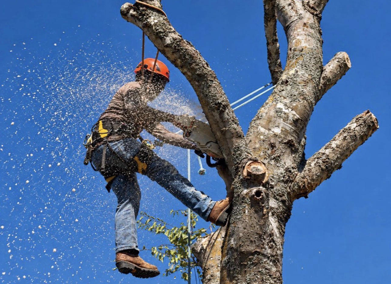 Climber making a controlled cut during technical tree removal with rigging in place